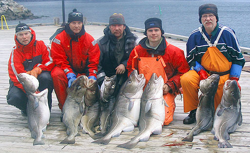 Megatorskar vid Mefjord Brygge!