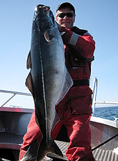 Micke med sej 13,2 kilo