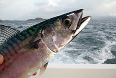 Mini-Marlin