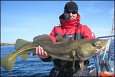 Crille med torsk