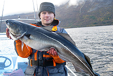 David med stridbar sej