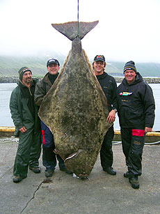H&auml;lleflundra, 175 kilo.