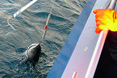 Sej det med ett leende