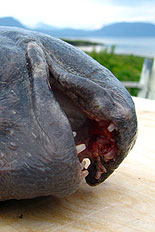 Handvass? nej, tandvass...